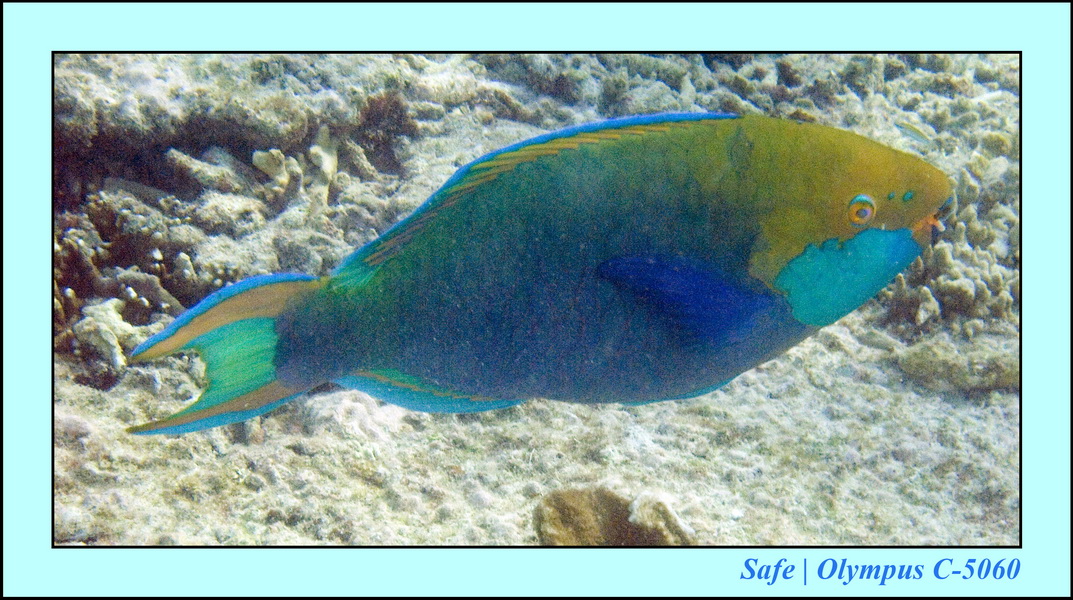 2008 - 07 - Leng Tengah - 111